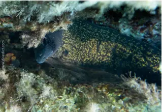 DiveDict_Foto_Biolexikon_Fische_Mittelmeer_Muarene_Helena_Bild_Corsica_Elba_Italien