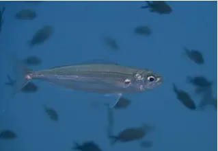 Locken_Pikarelle_Centracanthus_cirrus_divedict_Mittelmeer_mediterranean_bio_lexicon-038