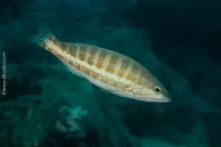 VB_Beutelbarsch_seranus_hepatus_diving_tauchen_mittelmeer_mediterranean2