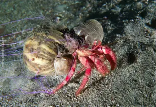 DiveDict_Photos_Image_Biolexicon_Mediterranean_Crustaceans_Hermit_Crab_Crab_dardanus_calidus_large_red_hermit_crab_Spain_Italy_Greece_France_diving_Croatia