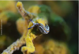 Striped_Fluke_Snail_Thuridilla_hopei_Mediterranean_Sea_diving