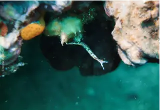 Thuridilla_Hopei_Gestreifte_fluegelschnecke-divedict_tauchen_diving_mittelmeer 