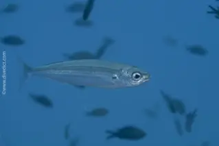 Locken_Pikarelle_Centracanthus_cirrus_divedict_Mittelmeer_mediterranean_bio_lexicon-039 DiveDict