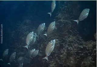 Spitzbrasse_Diplodus_puntazzo_divedict_biolexikon_bio_lexicon_tauchen_diving_Mittelmeer_Mediterranean