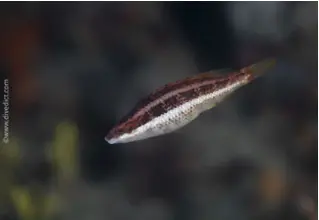 Doderleins_Lippfisch_Symphodus_Doderlrini_divedict_Mittelmeer_mediterranean_bio_lexicon-070 DiveDict