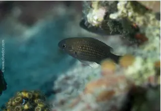 Moenschsfisch_Chromis_Chromis_Mittelmeer_mediterranean_sea_diving_tauchen DiveDict