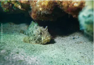 DiveDict_Foto_Biolexikon_Fische_Mittelmeer_Bild_Skorpionfische_Scorpaena_porcus_brauner_Drachenkopf_Krotien_Italien_Nord_Adria_Frankreich_Elba