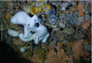 DiveDict_Fotos_Bild_Biolexikon_Mittelmeer_Schwamme_Chondrosia_reniformis_nierenschwamm_Spanien_Italien_Griechenland_Frankreich_tauchen_Kroatien