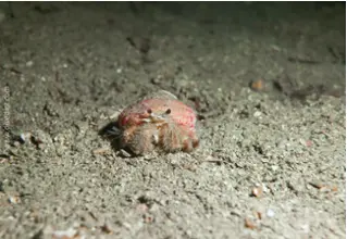 DiveDict_Foto_Bild_Biolexikon_Mittelmeer_Krebstiere_pagurus_prideaux_Anemonen_einsiedler_Spanien_Italien_Griechenland_Frankreich_tauchen_Kroatien