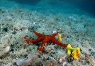 Echinaster_Sepositus_roter_seestern_divedict_tauchen