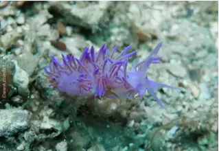 nacktschnecken-19-2 Kopie