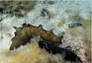 spotted_sea_hare_aplysia_depilans_divedict_tauchen_diving_Mediterranean_Mediterranean1