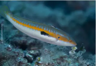 Meerjunker_Coris_julis_divedict_Mittelmeer_mediterranean_bio_lexicon-022 DiveDict