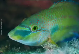 Pfauenlippfisch_Symphodus_tinca_diving_tauchen_mittelmeer_mediterranean-62 DiveDict