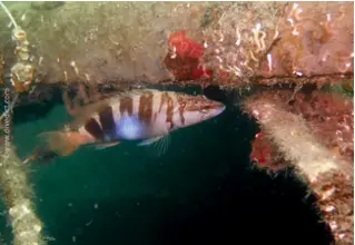 DiveDict_Foto_Biolexikon_Fische_Mittelmeer_Bild_seranus_scriba_schriftbarsch_Saegebarsch_Krotien_Italien_Nord_Adria_Frankreich_tauchen