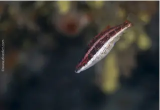 Doderleins_Lippfisch_Symphodus_Doderlrini_divedict_Mittelmeer_mediterranean_bio_lexicon-067 DiveDict