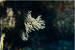 DiveDict_Foto_Bild_Biolexikon_Mittelmeer_Nesseltiere_Eunicella_Cavolini_gelbe_gorgonie_Spanien_Italien_Griechenland_Frankreich