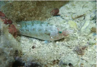 DiveDict_Bild_Foto_Biolexikon_Fische_Mittelmeer_Lippfisch_symphodus_cinereus_grauer_Lippfisch