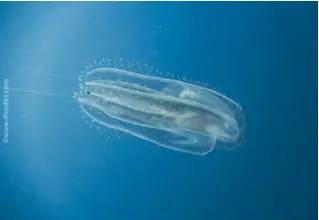 Rippenqualle_Ctenophora_Mittelmeer_mediterranean_sea_diving_tauchen DiveDict