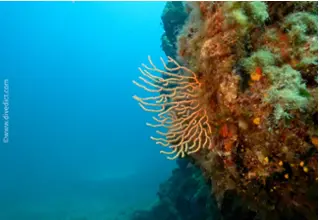 DiveDict_Foto_Bild_Biolexikon_Mittelmeer_Nesseltiere_Eunicella_Cavolini_gelbe_gorgonie_Spanien_Italien_Griechenland_Frankreich_tauchen_scuba