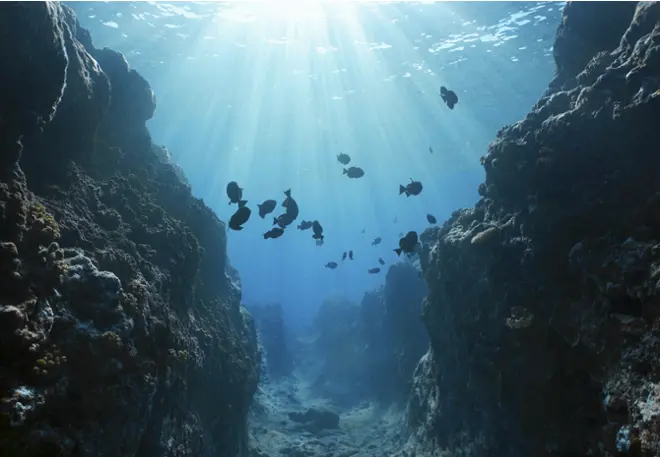 rock_reef_divedict_underwater_habitat_habitate