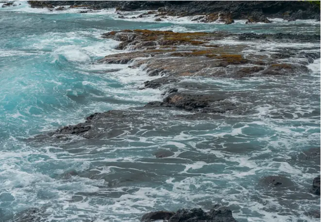 Gezeitenzone_divedict_underwater_habitat_Habitate