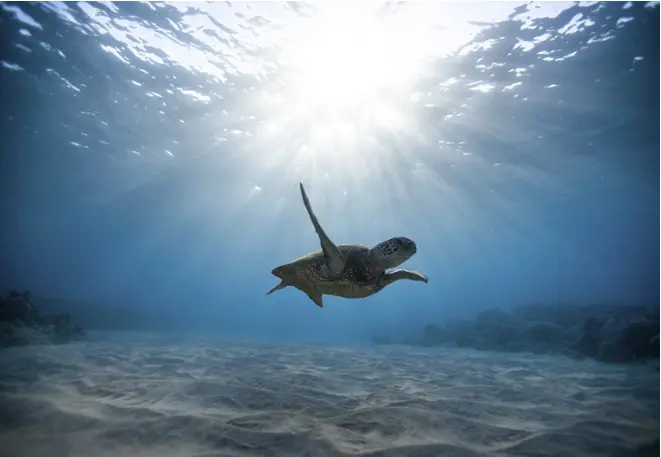 sandsoil_sandybottom_divedict_underwater_habitat_habitat_habitats