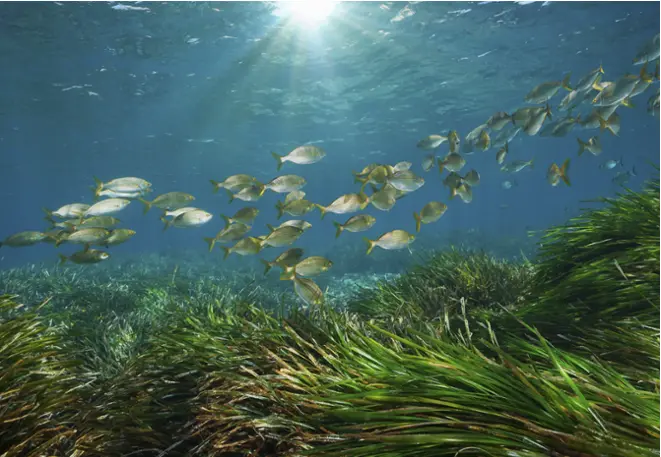 Seegrass_seagrass_divedict_underwater_habitat_Habitate