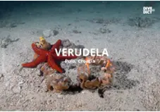 Verudela