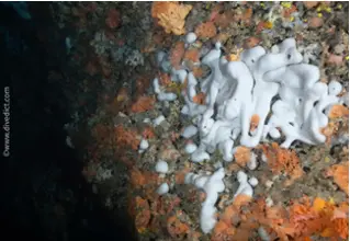 DiveDict_Foto_Bild_Biolexikon_Mittelmeer_Schwamme_Chondrosia_reniformis_nierenschwamm_Spanien_Italien_Griechenland_Frankreich_Kroatien