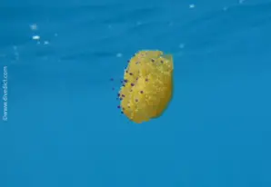 Sommerso di Baia Park