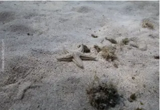 DiveDict_Foto_Bild_Biolexikon_Mittelmeer_Stachelhaeuter_Seestern_astropecten_aranciacus_grosser_Kammseestern_sand