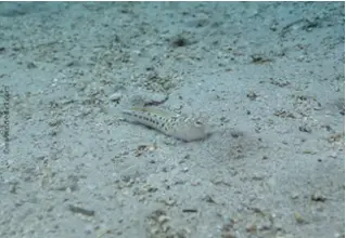 DiveDict_Foto_Biolexikon_Fische_Mittelmeer_Bild_Trachinus_Draco_gewoehnliches_Petermaennchen_Krotien_Italien_Nord_Adria_France
