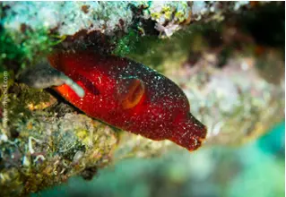 rote_seescheide_Halocynthia_papillosa_diving_tauchen_mittelmeer_mediterranean-532