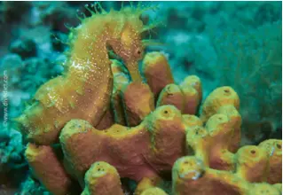 DiveDict_Foto_Biolexikon_Fische_Mittelmeer_Bilder_Pfeifenfische_hippocampus_guttulatus_langschnautziges_seepferdchen_Krotien_Italien_Nord_Adria_Frankreich DiveDict_Foto_Biolexikon_Fische_Mittelmeer_Bilder_Pfeifenfische_hippocampus_guttulatus_langschnautziges_seepferdchen_Krotien_Italien_Nord_Adria_Frankreich