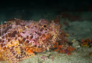 Furio de Aigua Xelida