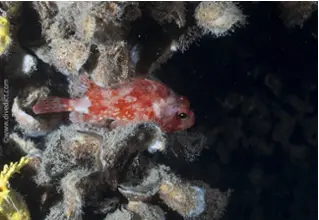 kleiner_Drachenkopf_Scorpaena_notata_divedict_biolexikon_bio_lexicon_tauchen_diving_Mittelmeer_Mediterranean