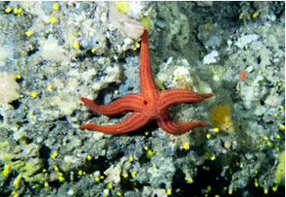 DiveDict_Foto_Bild_Biolexikon_Mittelmeer_Stachelhaeuter_Seestern_hacelia_attenuata_glatter_seestern_Italien_Frankreich_tauchen_Kroatien_rot