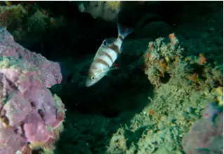 DiveDict_Foto_Biolexikon_Fische_Mittelmeer_Bild_Seranus_Hepatus_Beutelbarsch_Saegebarsch_Krotien_Italien_Nord_Adria