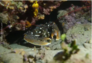 DiveDict_Foto_Bild_Biolexikon_Mittelmeer_Krebstiere_homarus_gammarus_Europaeischer_Hummer_Spanien_Italien_Griechenland_Frankreich_tauchen_Kroatien_lobster