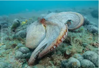 DiveDict_Foto_Bild_Biolexikon_Mittelmeer_Weichtiere_Kopffuesler_Krake_gemeiner_Oktopus_Octopus_Vulgaris_my_octopus_teacher_mein_Freund_der_Kraken