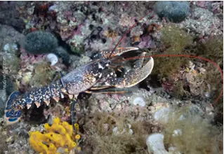 DiveDict_Fotos_Bild_Biolexikon_Mittelmeer_Krebstiere_homarus_gammarus_Europaeischer_Hummer_Spanien_Italien_Griechenland_Frankreich_tauchen_Kroatien