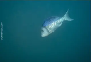 Zahnbrasse_Dentex_Dentex_divedict_biolexikon_bio_lexicon_tauchen_diving_Mittelmeer_Mediterranean2