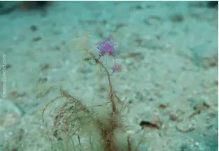 flabellina_affinis_violette_fadenschnecke-2 Kopie