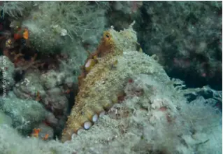 octopus_vulgaris Kopie