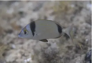 Zweibindenbrasse_Diplodus_Vulgarisdivedict_Mittelmeer_mediterranean_bio_lexicon-107