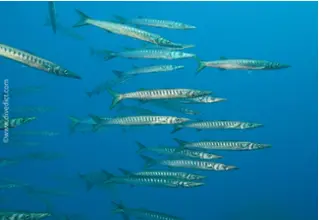 DiveDict_Foto_Biolexikon_Fische_Mittelmeer_Sphyraena_Barracuda
