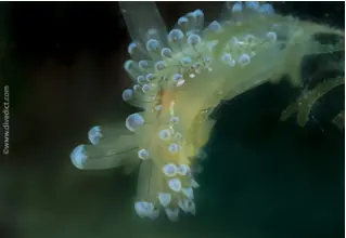 Janolus_Cristatus_Mollusc_Schnecke_Mittelmeer_mediterranean_sea_diving_tauchen-2