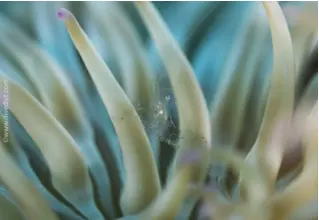 Durschsichtige_Partnergarnele_Periclimenes_Scriptus_Mittelmeer_mediterranean_sea_diving_tauchen