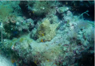 DiveDict_Foto_Bild_Biolexikon_Mittelmeer_Weichtiere_Kopffuesler_Krake_gemeiner_Oktopus_Octopus_Vulgaris_my_octopus_teacher_mein_Freund_der_Krake_Kroatien